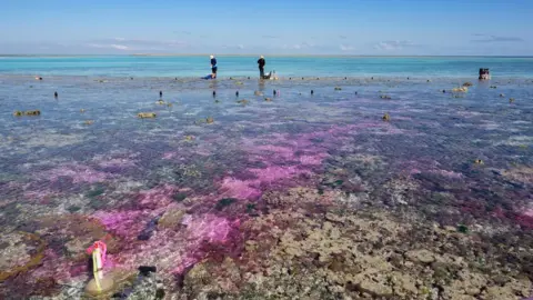 Aaron Takeo Ninokawa  A coral reef beneath a few cm of water. A purple plume of water makes its way through the centre of the image. Two researchers stand in the middle distance.