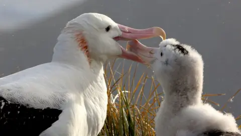 Silverback/Netflix Our Planet