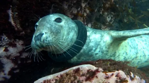 Seal with rubber ring round neck