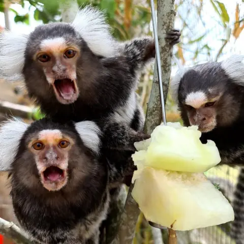 Fife Zoo Marmosets at Fife Zoo