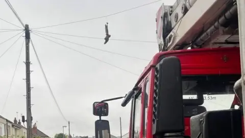 WYFRS Tawny owl hanging from phone line