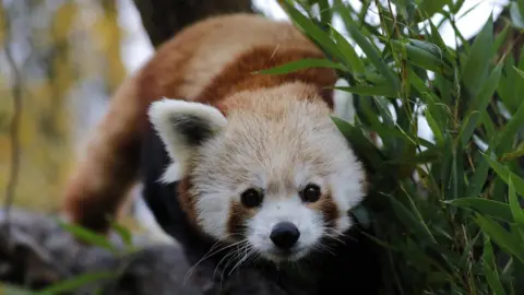 EPA A red panda photographed at Zagreb zoo in Croatia