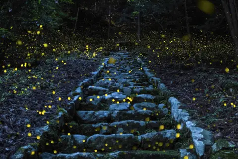 Yutaka Takafuji / National Geographic The evening hours of a humid early summer day in the forest of a small remote village in the Tamba area of Japan