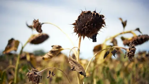 Getty Images sunflower