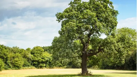 Getty Images Oak tree