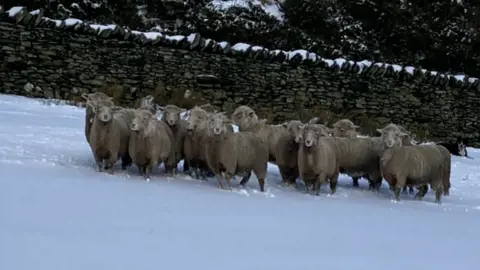 Arloesi Gwynedd Wledig Merino Romney cross in the snow