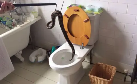 Laura Cowell The snake is hooked out of the toilet