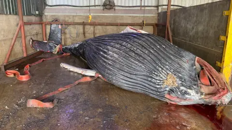 ZSL/AP Humpback whale