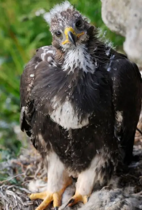 Laurie Campbell Eagle chick