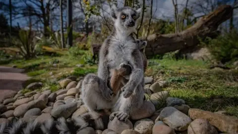 Chester Zoo lemurs