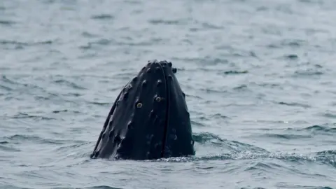 Ffion Rees - Falcon Boats The humpback whale