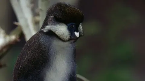 Getty Images Guenon monkey