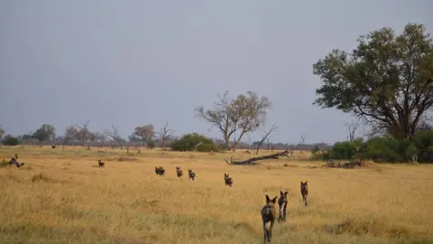 Dr Newil Jordan, UNSW A pack of African wild dogs