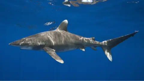 Getty Images Oceanic whitetip shark