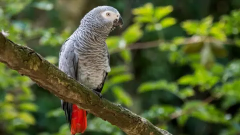 Bristol Zoo African grey parrot