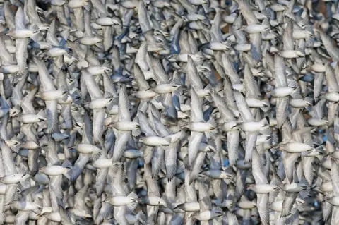 Les Bunyan Knot in flight at RSPB Snettisham