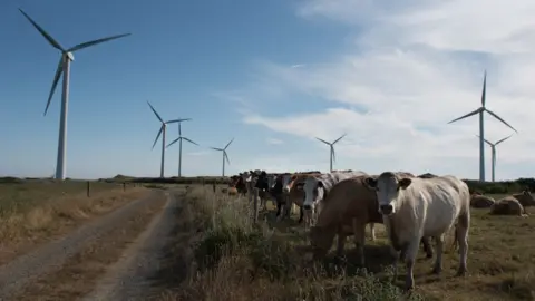 Shay Murphy Photography Wind turbines and cows