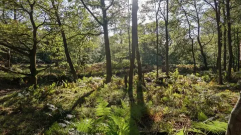 Roger Jones/Geograph Trees and ferns in Epping Forest