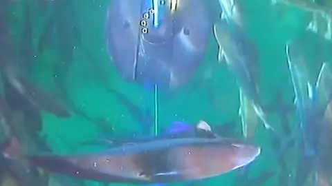 Stingray Stingray underwater laser in action