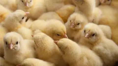 Getty Images Stock image of one-day old baby chickens