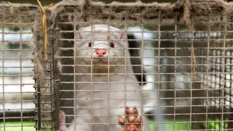 A mink on a farm in Jyllinge, Denmark in November 2020