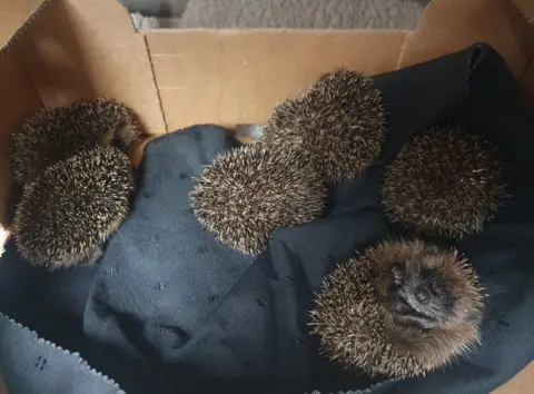 Spire Vets Hedgehogs in a box