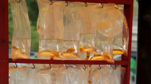 RSPCA Goldfish prizes