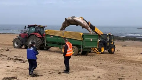 East Lothian Council whale