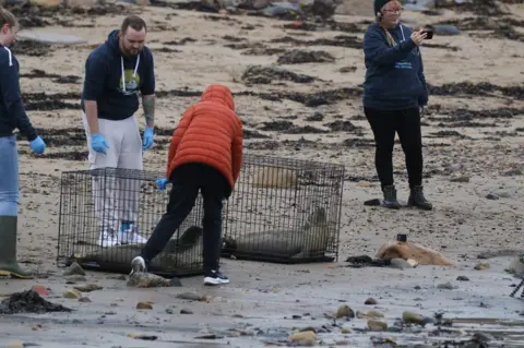 Tynemouth Seal Hospital Seals before release