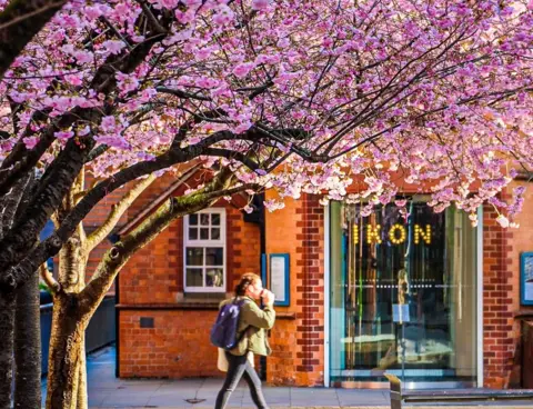 Stacey Barnfield Trees in Oozells Square