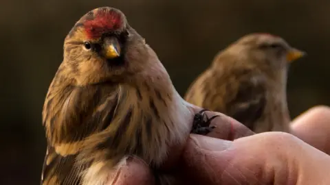 BBC Two lesser redpolls gently held after leg tagging