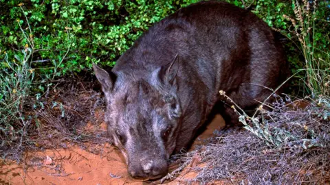 AFP Northern hairy-nosed wombat