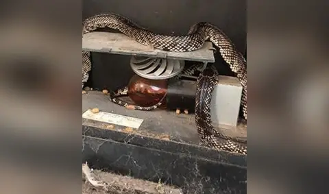 RSPCA Desert kingsnake curled on fire