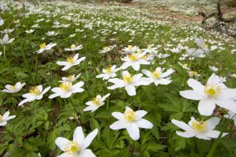 Mark Hamblin 2020VISION Wood anemone