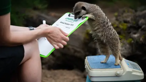 PA Media  Meerkat on scales