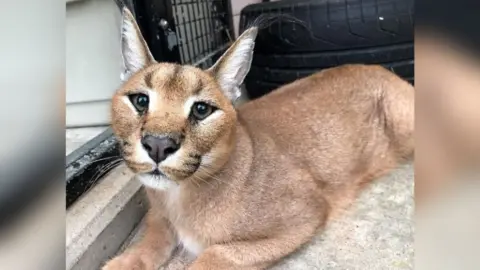 Caracal cat