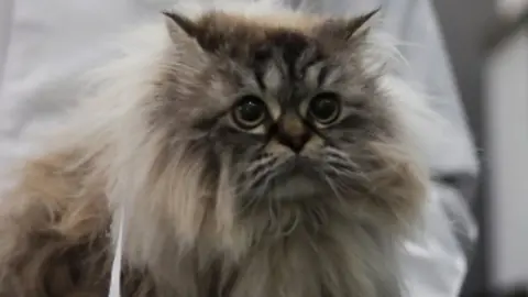 Veterinary clinic encourages people not to abandon their pets, amid concerns about the spread of the coronavirus disease (COVID-19), in Cairo. A veterinarian wearing a protective face mask, treats Bosy, a female cat with a sign in Arabic reading: "I love you, don"t throw me on street", at the Animalia Veterinary Clinic center.