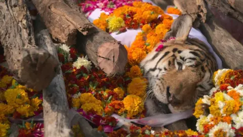 Pench Reserve Collarwali