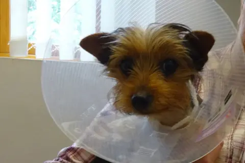 Dick White referrals Jago the puppy