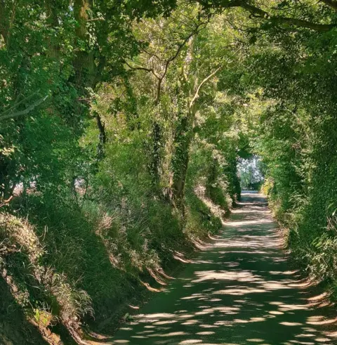 Alan Moran A treelined path in the village of East Bergholt in Suffolk