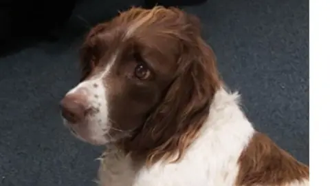 Kent Police Spaniel