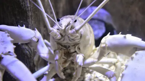 Exploris Aquarium albino lobster