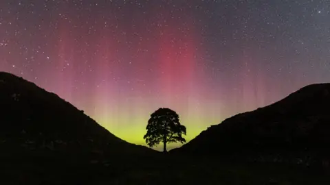 Wil Photography Northern Lights shine with silhouette of tree, Sycamore Gap