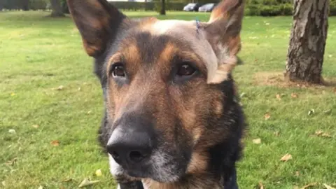 BCH Police Dogs Police dog Finn