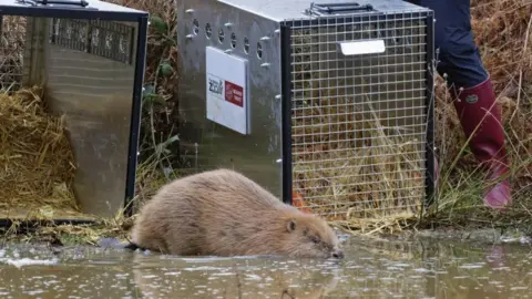 Nick Upton/Ewhurst Beaver released