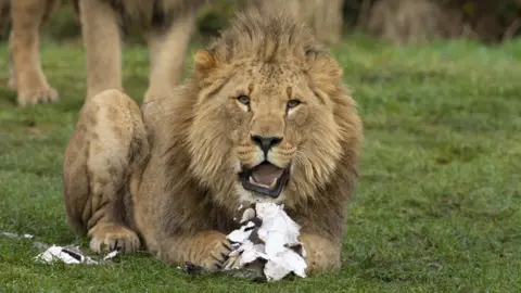 West Midlands Safari Park Lion eating the "pudding"