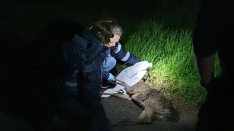 Oxfordshire Wildlife Rescue  Volunteers save a deer at night