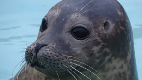 Skegness Natureland Dennis - a grey seal