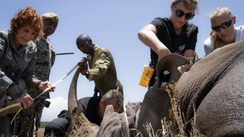 Jan Zwilling Embryo transfer in southern white rhino