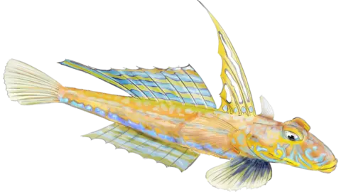 Loughs Agency dragonet